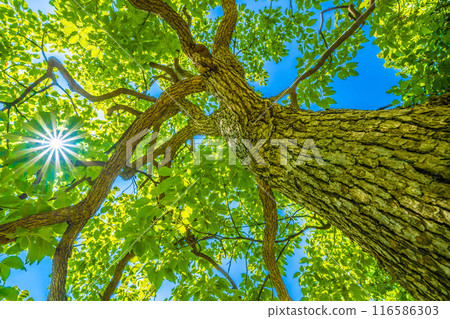 Yokohama cityscape in Japan. Blue sky... Sunlight shines through the camphor tree. A ray of hope... The flower's meaning is fragrance. On the 5th, in Yokohama city. Yokohama cityscape in Japan. Blue sky... Sunlight shines through the camphor tree. A ray of hope... The flower's meaning is fragrance. On the 5th, in Yokohama city. 116586303