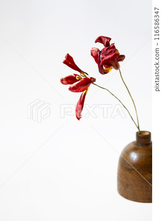 Still life of dried tulips in wood vase. Still life of dried tulips in wood vase. 116586347