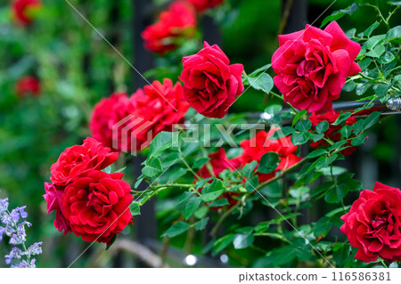 Climbing rose (Toyohira Park)_5008-20 Climbing rose (Toyohira Park)_5008-20 116586381