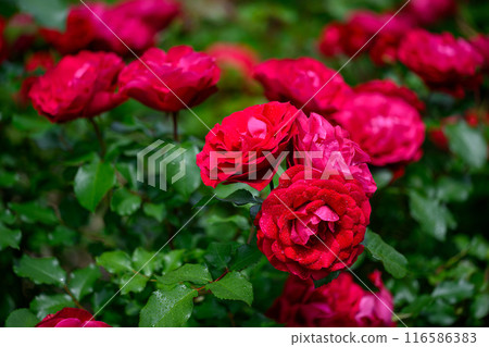 Early Summer Rose (Souris de Mona Lisa)_5116-30 Early Summer Rose (Souris de Mona Lisa)_5116-30 116586383