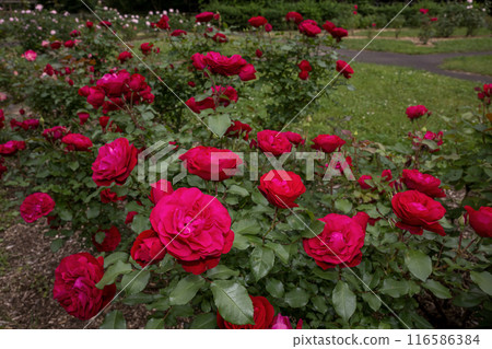 Early Morning Rose (Souris de Monaco)_4233 116586384