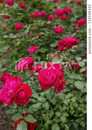 Early Morning Rose (Souris de Monaco)_4243 116586385