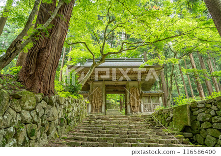Higashiomi City, Shiga Prefecture: Niomon Gate with large straw sandals leading from the main temple of Baekje Temple to the main hall amid the fresh greenery 116586400