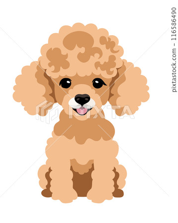 Cute peachy poodle puppy. Vector isolated illustration Cute peachy poodle puppy. Vector isolated illustration 116586490