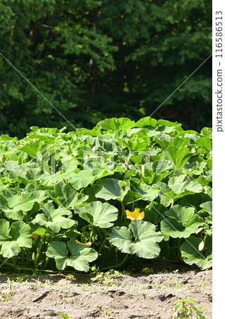 拍攝北海道森町夏季南瓜田的景色 116586513