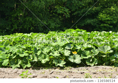 Photographing pumpkin fields in Morimachi, Hokkaido in summer 116586514
