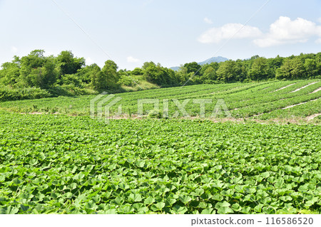 Photographing pumpkin fields in Morimachi, Hokkaido in summer Photographing pumpkin fields in Morimachi, Hokkaido in summer 116586520