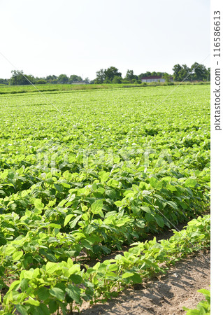 Photographing soybean fields in Morimachi, Hokkaido in summer 116586613