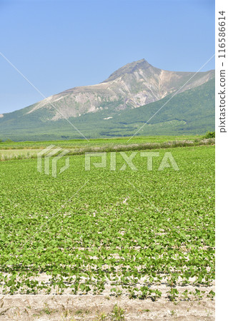 Photographing soybean fields in Morimachi, Hokkaido in summer 116586614