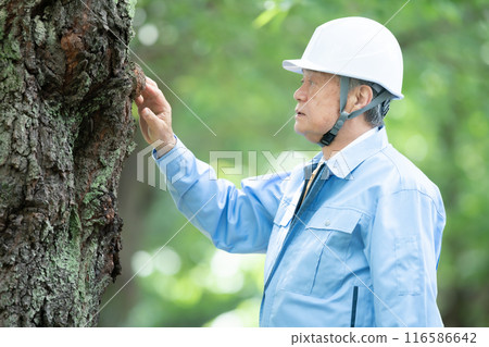 Tree doctor, man in work clothes 116586642