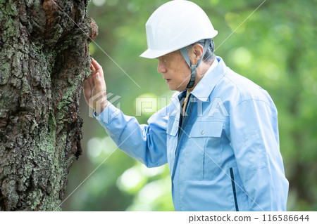 Tree doctor, man in work clothes 116586644