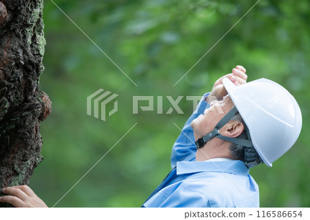 Tree doctor, man in work clothes Tree doctor, man in work clothes 116586654