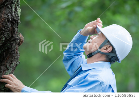 Tree doctor, man in work clothes 116586655