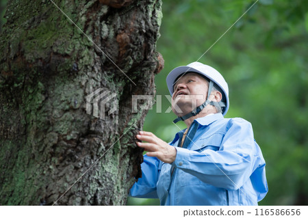 Tree doctor, man in work clothes 116586656