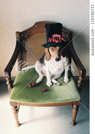 Beagle 2 wearing a rose top hat 116586731