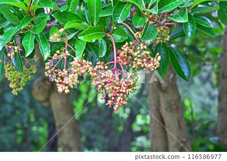Coloring of the coral tree fruit (Summer, July) Coloring of the coral tree fruit (Summer, July) 116586977