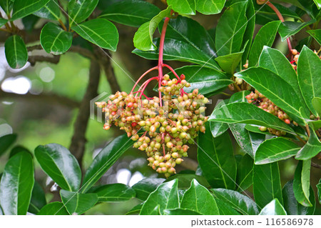 三五樹果實開始變色（夏季、七月） 116586978