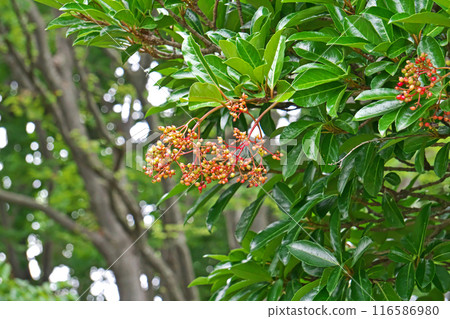 三五樹果實開始變色（夏季、七月） 116586980