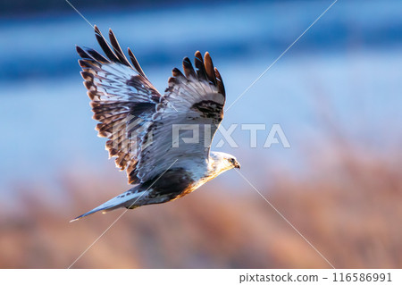 A beautiful Rough-legged Hawk (Accipitridae) soaring in the setting sun on the banks of the Tone River, Gunma Prefecture, Japan. A beautiful Rough-legged Hawk (Accipitridae) soaring in the setting sun on the banks of the Tone River, Gunma Prefecture, Japan. 116586991