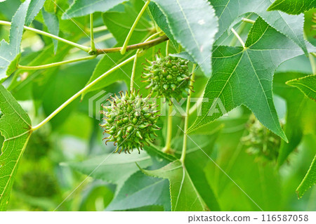 綠楓果（夏季，七月） 116587058