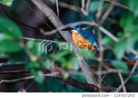 可愛的翠鳥(Alcedae)。 位於日本東京文京區小石川植物園。 可愛的翠鳥(Alcedae)。 位於日本東京文京區小石川植物園。 116587263