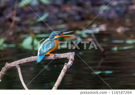 A cute kingfisher (Alcedinidae) at Koishikawa Botanical Garden, Bunkyo Ward, Tokyo, Japan. A cute kingfisher (Alcedinidae) at Koishikawa Botanical Garden, Bunkyo Ward, Tokyo, Japan. 116587264