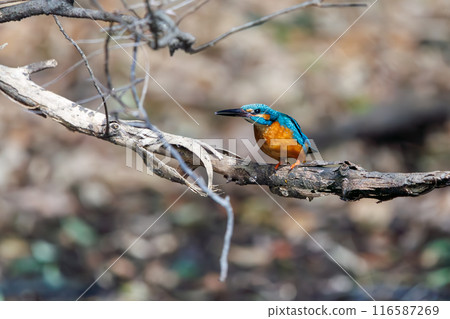 可愛的翠鳥（Alcedae）。  位於日本東京文京區小石川植物園。 116587269
