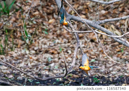 A cute pair of kingfishers (Alcedinidae) meeting for breeding purposes. One of them has flown out. A cute pair of kingfishers (Alcedinidae) meeting for breeding purposes. One of them has flown out. 116587340