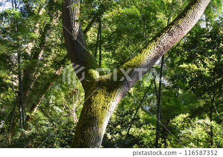 Ikuta Forest (Ikuta Shrine grounds/Chuo-ku, Kobe City, Hyogo Prefecture) 116587352