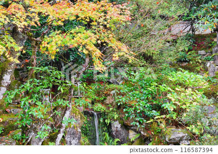大原慈光院 紀志念 美麗的紅葉（京都市左京區） 116587394