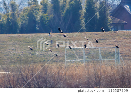 A flock of lapwings (family: Charadriidae), the ladies of the rice fields, with their beautiful structural coloring as they fly. 116587399