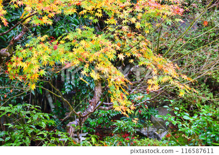 Beautiful autumn foliage at Ohara Jikkoin Temple, Keishin-en (Sakyo Ward, Kyoto City) Beautiful autumn foliage at Ohara Jikkoin Temple, Keishin-en (Sakyo Ward, Kyoto City) 116587611