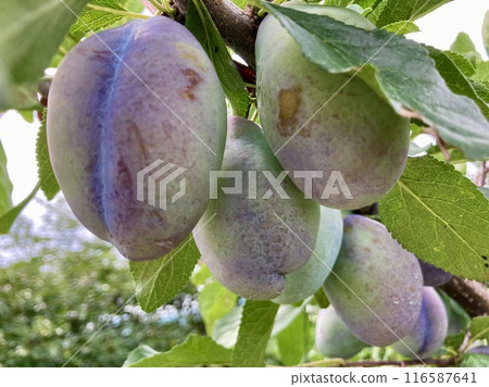Plum 2 116587641