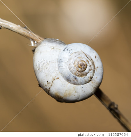 Small snail on the grass, taken in its natural habitat Small snail on the grass, taken in its natural habitat 116587664
