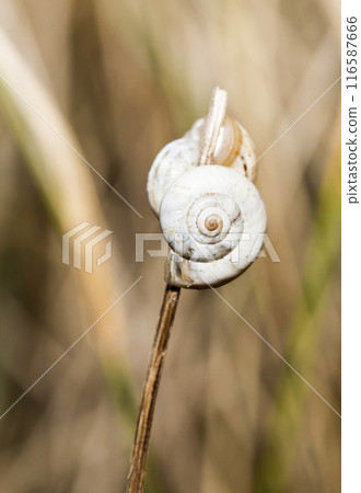 Small snail on the grass, taken in its natural habitat Small snail on the grass, taken in its natural habitat 116587666