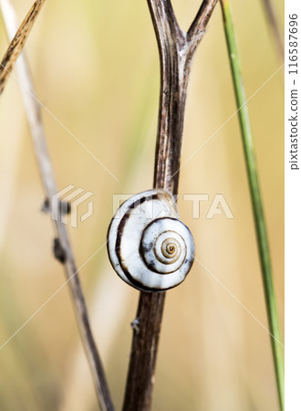 Small snail on the grass, taken in its natural habitat Small snail on the grass, taken in its natural habitat 116587696