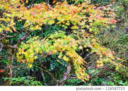 大原慈光院 紀志念 美麗的紅葉（京都市左京區） 116587725