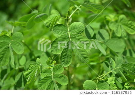 Leaves of sicklepod (Ebisu grass) Leaves of sicklepod (Ebisu grass) 116587955