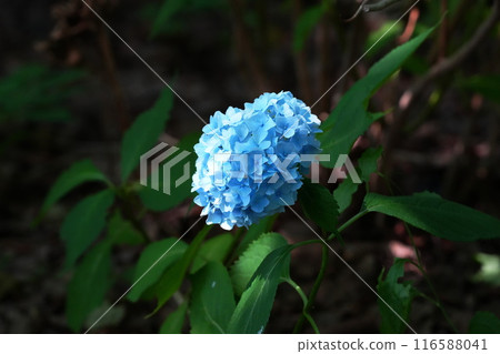 Blue hydrangea Blue hydrangea 116588041