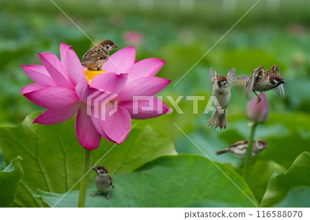 Lotus flower and sparrow brothers Lotus flower and sparrow brothers 116588070