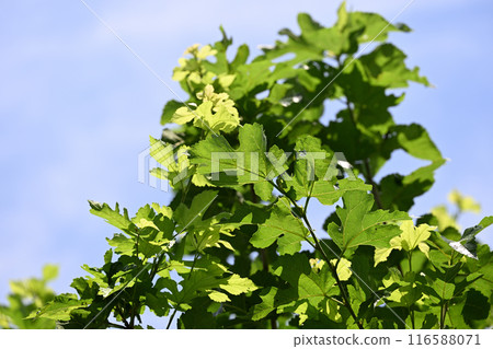 Mulberry leaves and summer 116588071