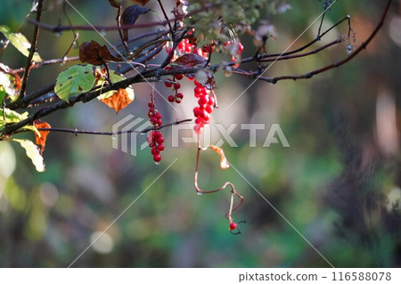 Bright red fruit of autumn: Korean Schisandra Bright red fruit of autumn: Korean Schisandra 116588078