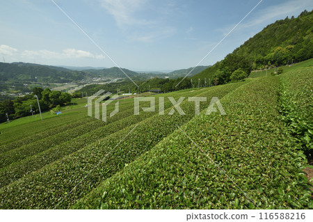 Harayama Circular Tea Field [Wazuka Town, Kyoto Prefecture] 116588216