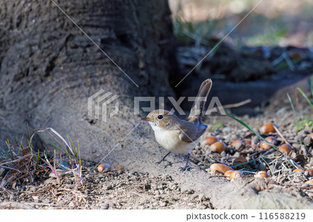 A cute-looking western flycatcher (Flycatcher family) descending to the ground to search for food. Kitakatsushika District, Saitama Prefecture, Japan 116588219
