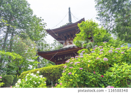 Kumedera Temple: Hydrangeas and pagoda 116588348