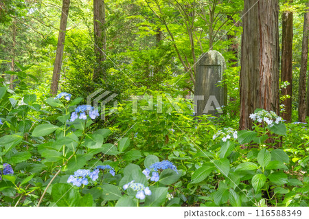 Kumedera Hydrangea Garden 116588349