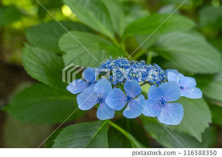 Kumedera Hydrangea Garden Kumedera Hydrangea Garden 116588350