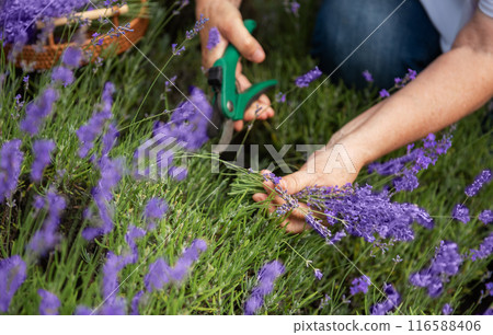Women's hands cut lavender 116588406
