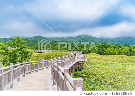 [Shiretoko Peninsula, Hokkaido] A tour of the Shiretoko Five Lakes in summer: an elevated boardwalk in the mist 116588680