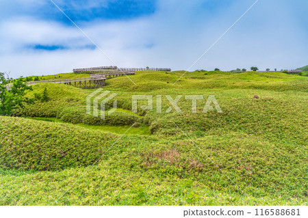 【北海道知床半島】夏季遊覽知床五湖－霧中的高架木道 116588681